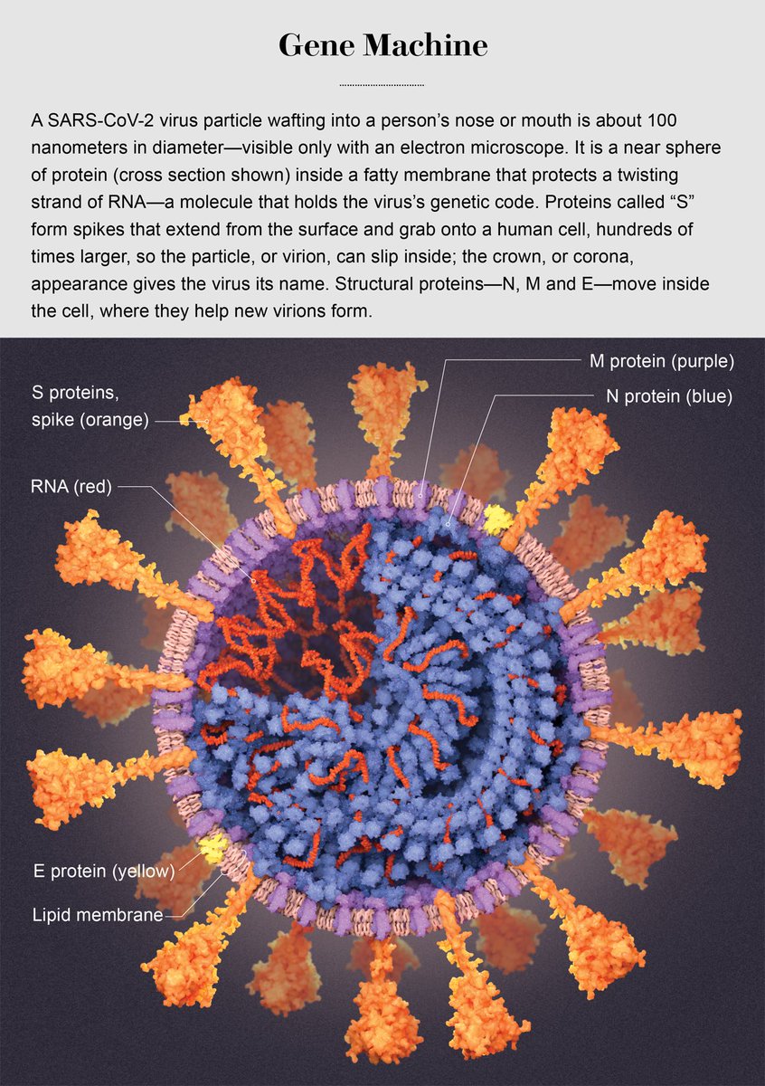 The first thing is to see what this virus is- at its core, it stores its genetic material, RNA (no DNA). This RNA is the blueprint for all of the proteins shown in this picture: N which wraps the RNA, the spike which sticks out from the virus and binds host cells, M, E etc.