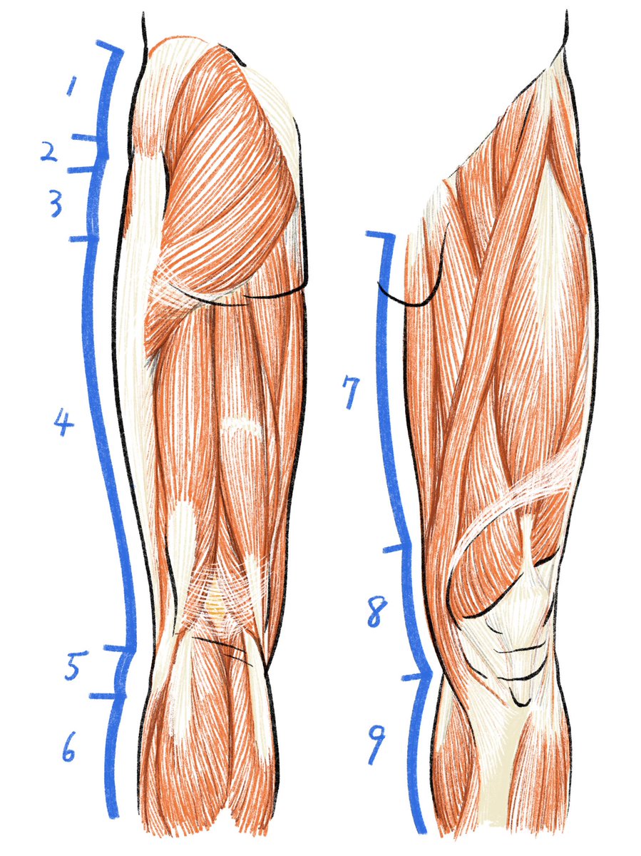 A Thread From Kato Anatomy 大腿部の輪郭を構成する主な内部構造 1 中殿筋 ２ 大転子 ３ 大腿筋膜張筋 ４ 腸脛靱帯に覆われた外側広筋 ５ 腓骨頭 ６ 長腓骨筋 ７ 薄筋 ８ 鵞足または縫工筋 ９ 腓腹筋内側頭