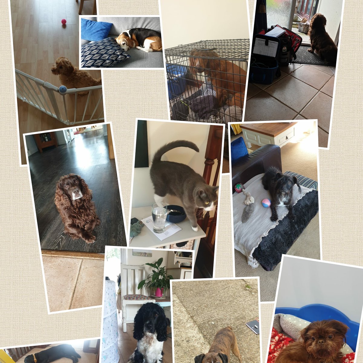 HonitonElectrix's tweet photo. The best bit about being an electrician is all the furry friends I get to meet, especially when they guard my tools for me! #electricianlife #localelectrician #eastdevon #honiton #exmouth #ottery #feniton #eastdevonelectrician  #doglover #catlovers #animals https://t.co/F6pY4fM7rz