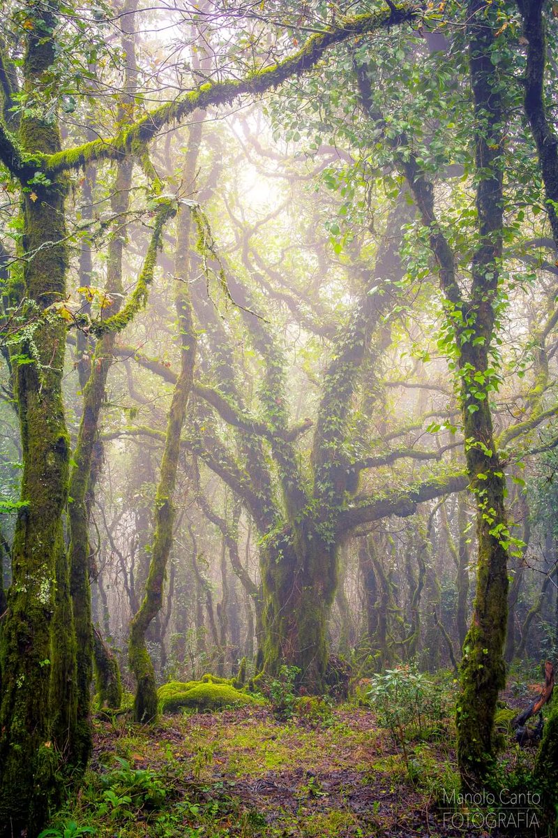 Hay bosques mágicos, y éste lo es; bosque de niebla, Sierras de Algeciras y Tarifa; son los únicos bosques de laurisilva del Sur peninsular. (Fuente y Foto Manuel Canto Fuentes)