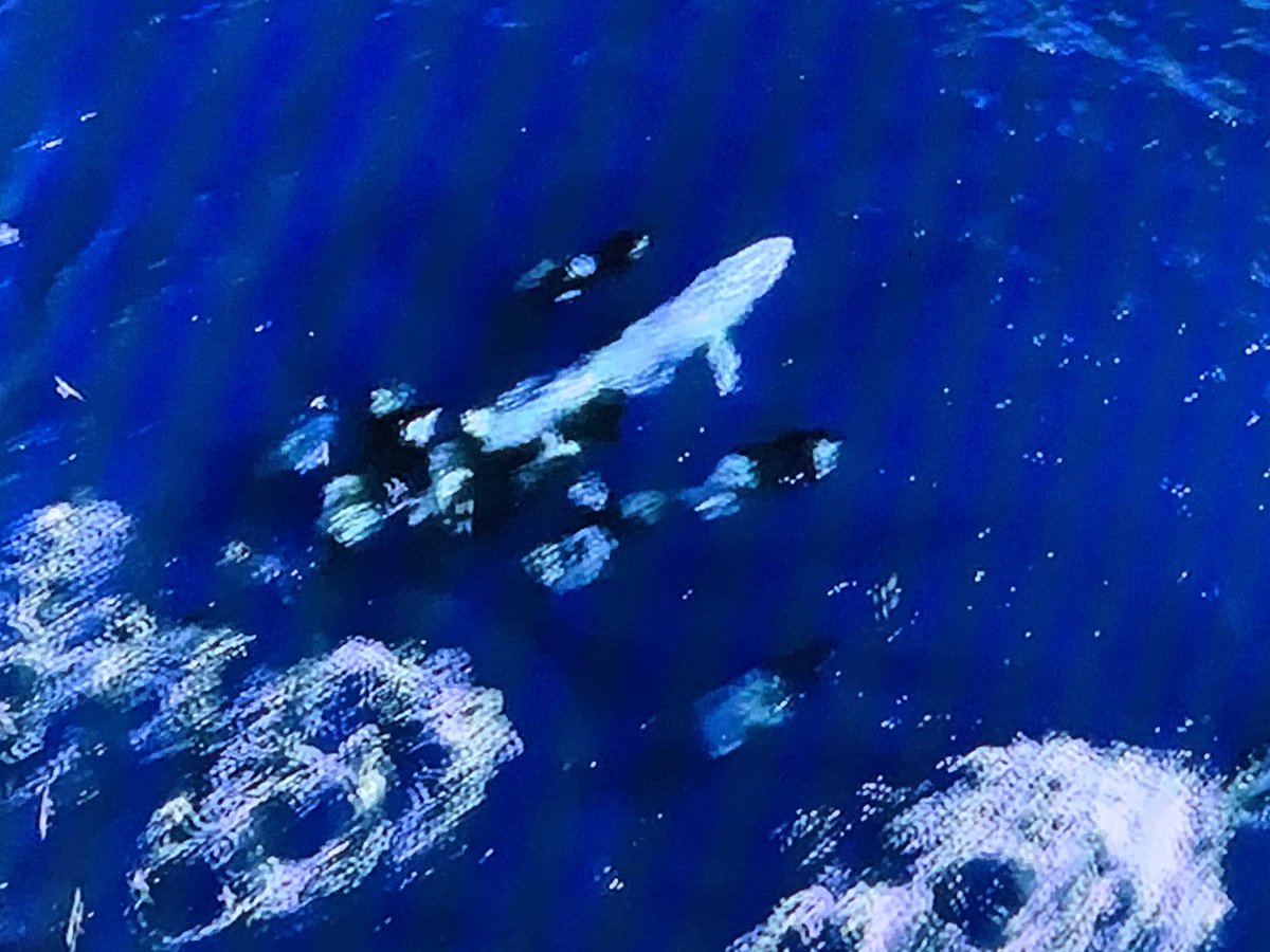 激闘 シャチ対シロナガスクジラ mの巨体に襲いかかる集団連携の頭脳プレイ 巨大生物集う謎の海域 Nhkスペシャル 4ページ目 Togetter