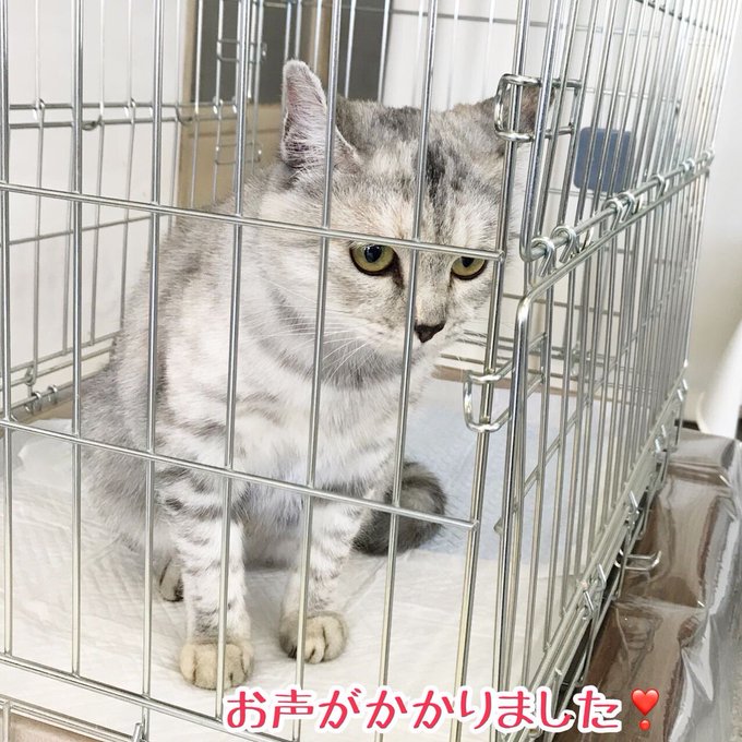 ながの鈴ねこの会のtwitterイラスト検索結果 ながの鈴ねこの会のtwitterイラスト検索結果