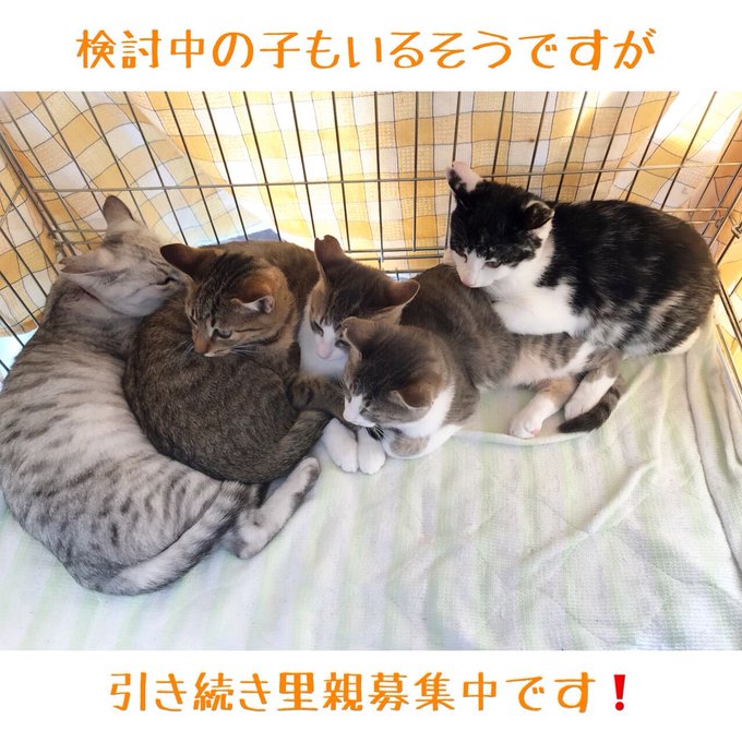 ながの鈴ねこの会のtwitterイラスト検索結果 ながの鈴ねこの会のtwitterイラスト検索結果