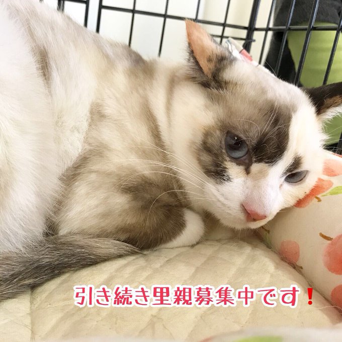 ながの鈴ねこの会のtwitterイラスト検索結果 ながの鈴ねこの会のtwitterイラスト検索結果