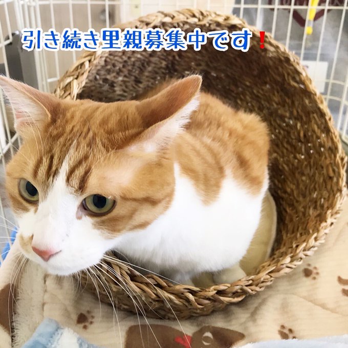 ながの鈴ねこの会のtwitterイラスト検索結果 ながの鈴ねこの会のtwitterイラスト検索結果