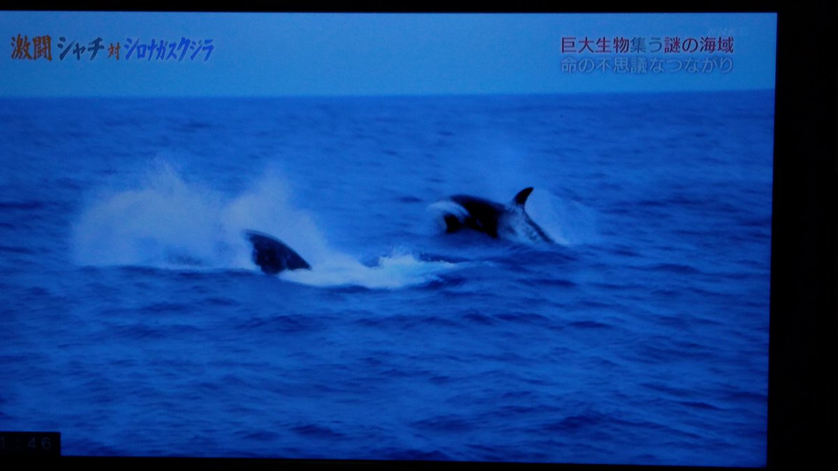 激闘 シャチ対シロナガスクジラ mの巨体に襲いかかる集団連携の頭脳プレイ 巨大生物集う謎の海域 Nhkスペシャル 2ページ目 Togetter