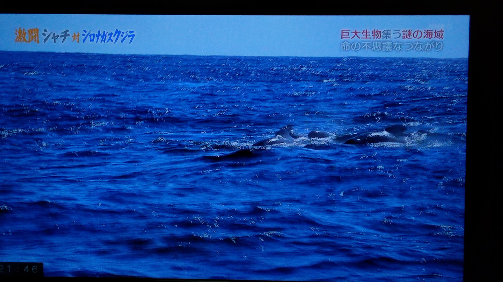 ｻｲﾀﾏﾉ ﾁﾊﾞ シャチ うるせーの来たぞ ヒレナガゴンドウ ゴンドウ ゴンドウ ヒレ ゴンドウ 大合唱 シャチ ニゲロー ニゲロー Nhkスペシャル ヒレナガゴンドウ