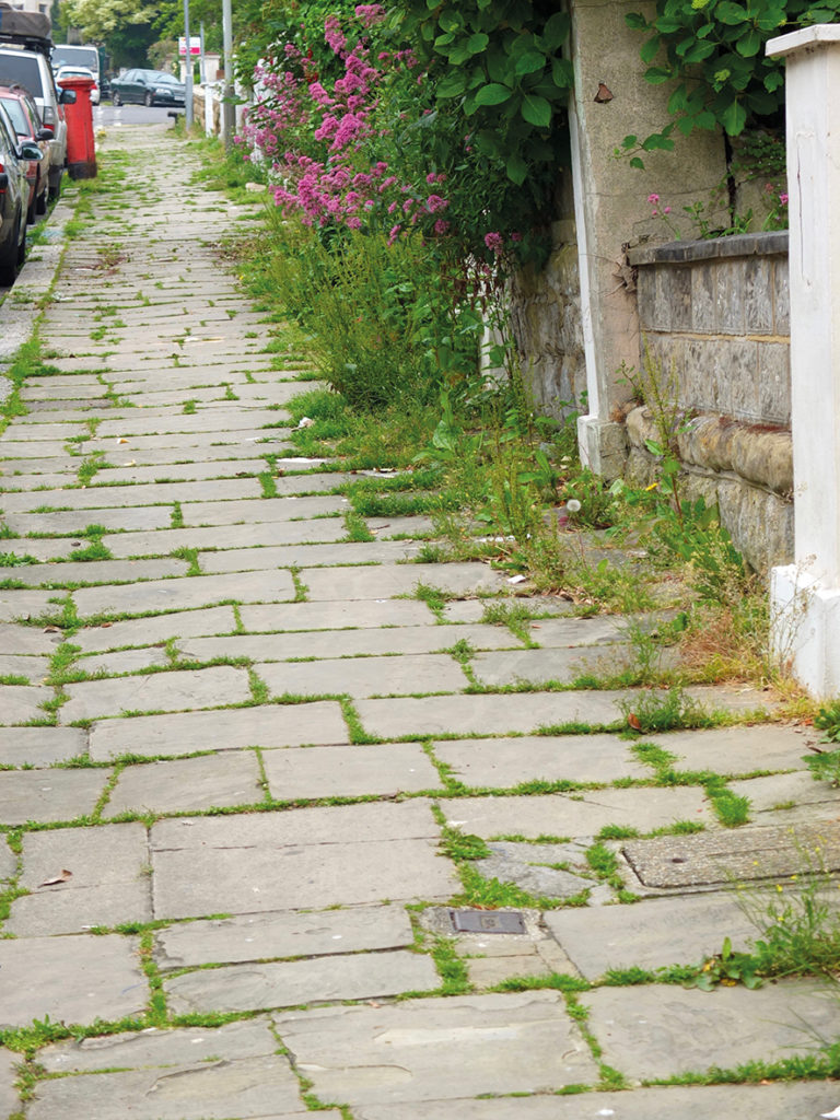 Learning seedlings opens up a whole new world of botanical fun. But Identifying them isn’t as hard as you might first think, because there's a good chance you'll remember what species are here from having seen them in flower during the first lock-down.