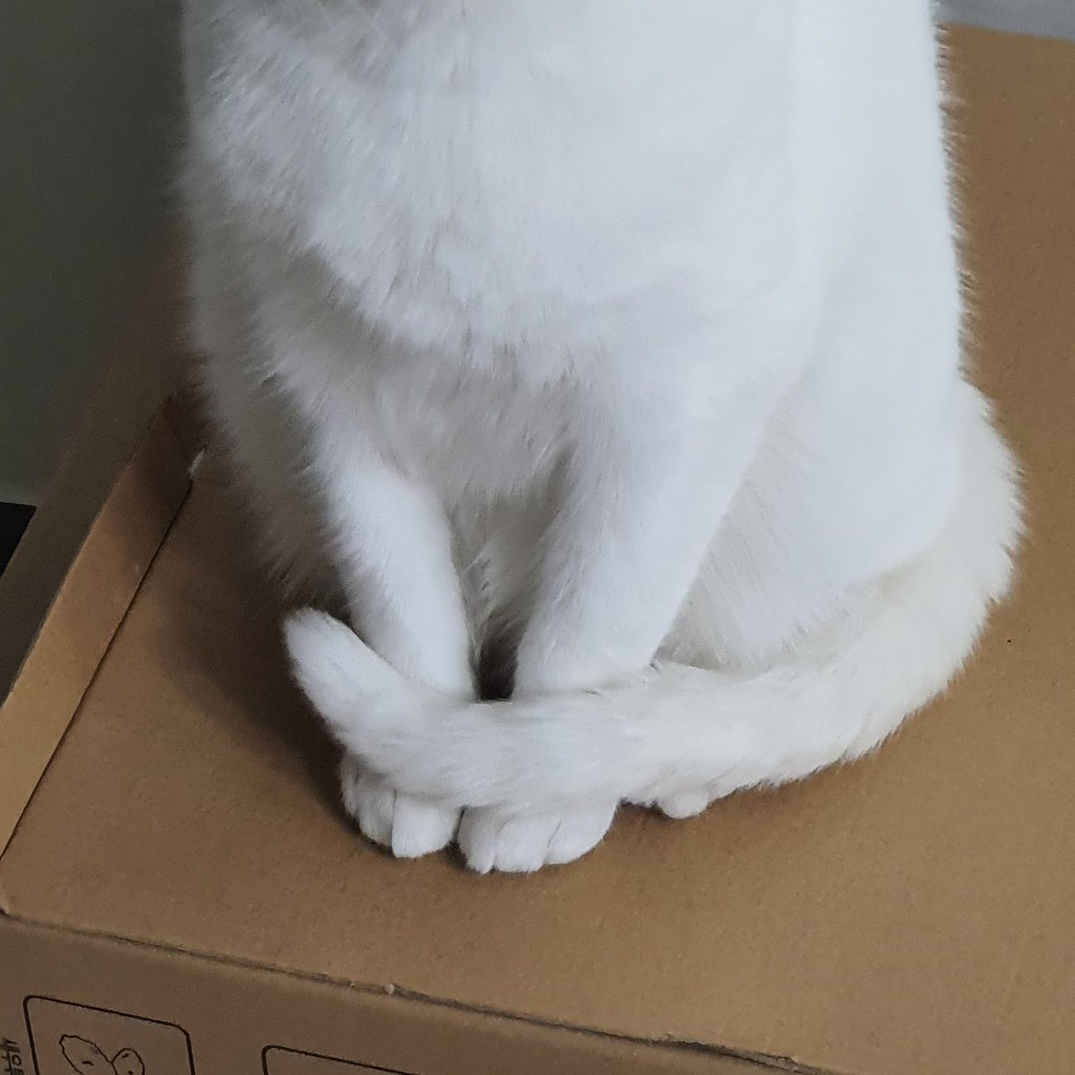 꼬리 말고 있는거 핵귀욤