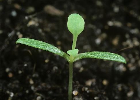 A bit of botany to begin with. You need to distinguish cotyledons and the first true leaves. Cotyledons are part of the embryonic plant inside the seed. Most pavement plants have epigeal cotyledons expanding after germination of the seed and typically becoming photosynthetic.