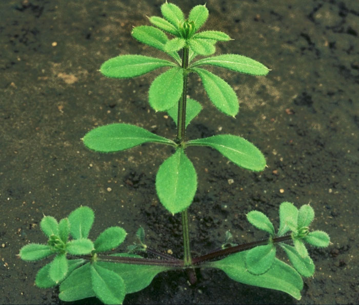 As usual, we'll start with the easy ones. No species has more abundant or conspicuous seedlings in town at the moment that Cleavers (Galium aparine). Look for them wherever there were Nettles (Urtica dioica).