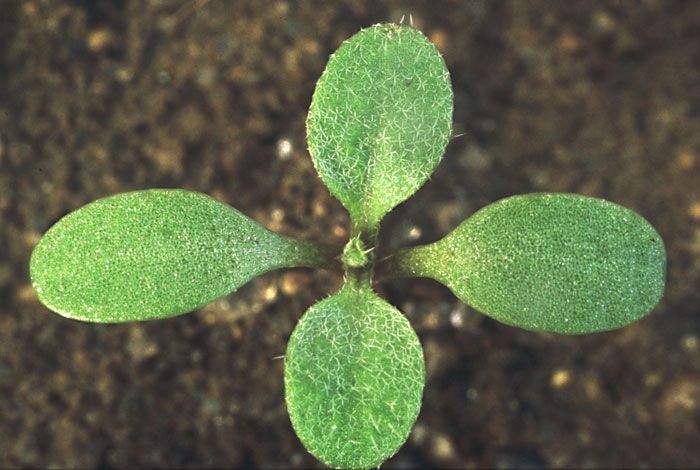 There are several crucifers in addition to Erophila. One of the easiest to identify is Capsella bursa-pastoris once the lobed leaves appear.  But before that it can be tricky (left).