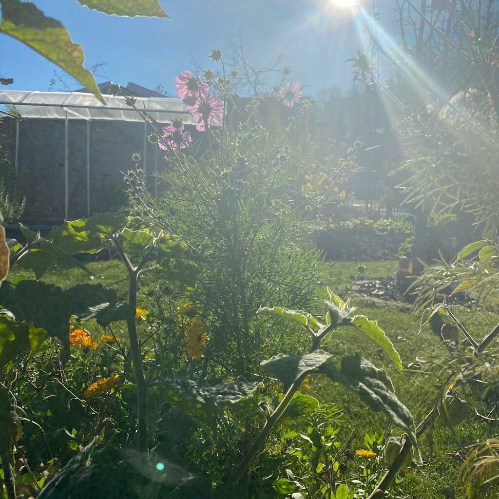 #weekendvibes #münchen #westpark #münchenliebe #munich #gartenliebe #garten #sendling #munichstagram #münchenstagram #münchenblogger #sendlingwestpark #instagarten #garden #gardening #garteln instagr.am/p/CHklZrKJUEw/