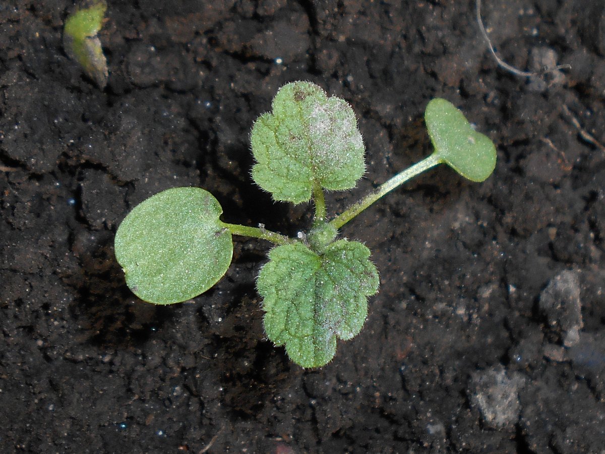 In the Lamiaceae, you are most likely to come across the seedlings of Lamium purpureum. Big, round cotyledons contrasting with hairy lobed leaves gives the best ID feature.