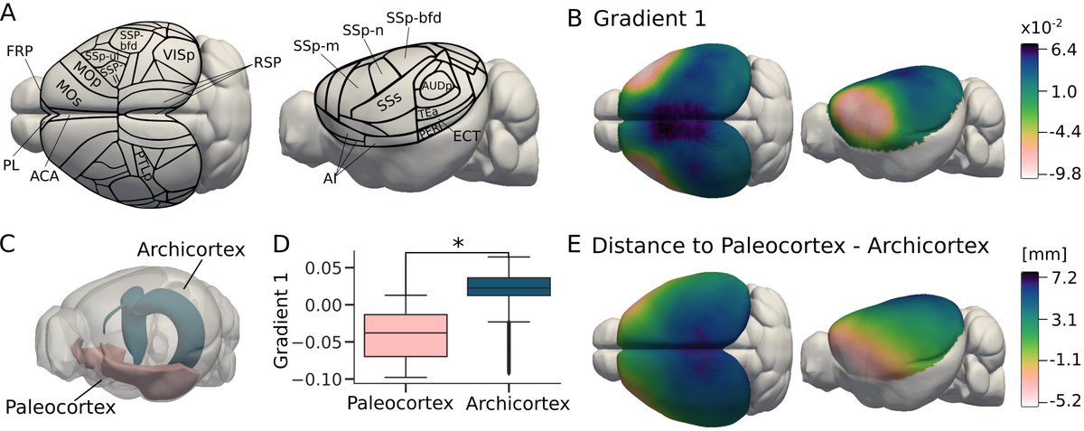 Julia Huntenburg (@juhuntenburg) on Twitter photo Final version of my article with <a href="/grandjeanlab/">Joanes Grandjean wants you to share your data</a> is out: Gradients of functional connectivity in the mouse cortex reflect neocortical evolution doi.org/10.1016/j.neur…
Thanks to <a href="/bendfulcher/">Ben Fulcher</a> and two anonymous reviewers I believe this version is much stronger than the preprint. Final version of my article with <a href="/grandjeanlab/">Joanes Grandjean wants you to share your data</a> is out: Gradients of functional connectivity in the mouse cortex reflect neocortical evolution doi.org/10.1016/j.neur…
Thanks to <a href="/bendfulcher/">Ben Fulcher</a> and two anonymous reviewers I believe this version is much stronger than the preprint.