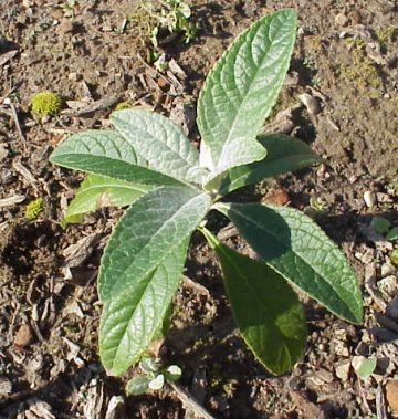 Of the woody plant seedlings, the one you are most likely to see on an urban pavement is certain to be Buddleja davidii. The silvery-blue colour is highly characteristic.