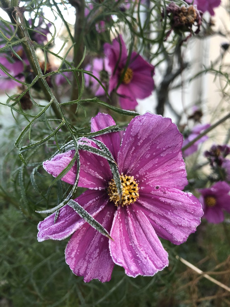 MamaAuntCa's tweet photo. Good frosty morning! Looks like the flowering season is coming to an end now. See you in the spring little buddies. 🌸🌹#goodmorning #flowers #frost https://t.co/1G2V7nExuH