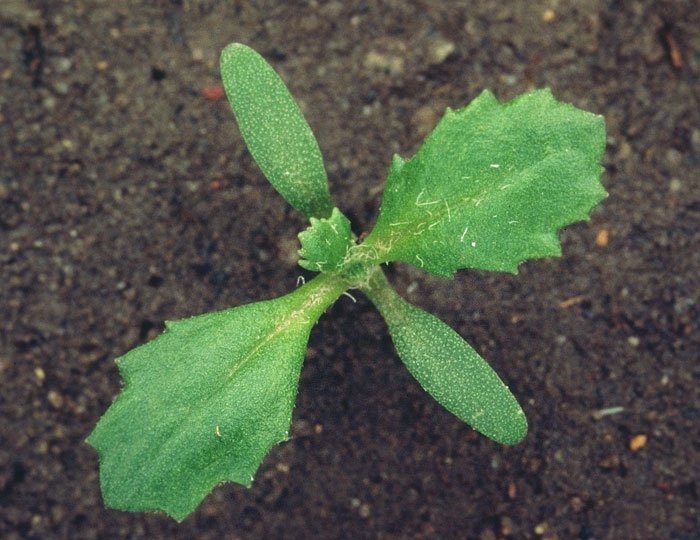 In the Asteraceae, the commonest seedling you'll find is Groundsel (Senecio vulgaris) with its highly distinctive wavy leaf margins.