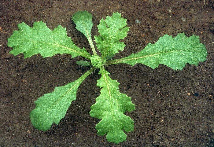 In the Asteraceae, the commonest seedling you'll find is Groundsel (Senecio vulgaris) with its highly distinctive wavy leaf margins.