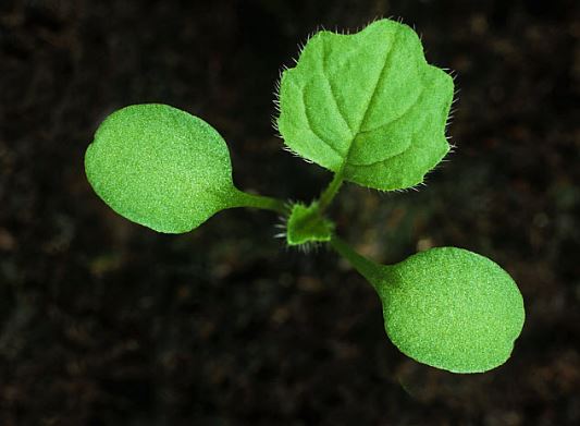 Very different to look at, but from the same family, is Lapsana communis (Nipplewort). Hairless oval cotyledons and lobed oval leaves with long hairs at right angles to the leaf edge are the key features.