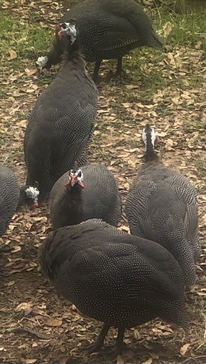 Jason Crouch tweet media