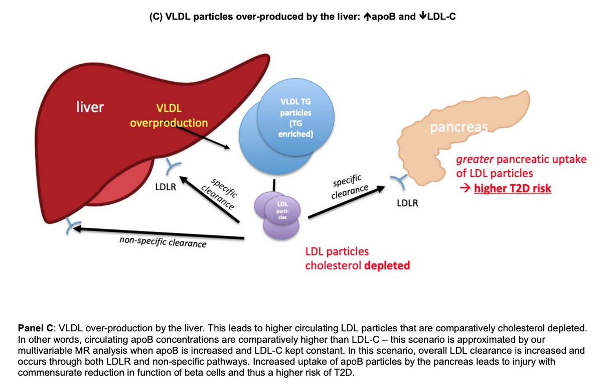 In our MVMR analysis of apoB (where LDL-C is kept constant), this might approximate over-production of VLDL particles, leading to higher LDL clearance by specific and non-specific pathways. Higher pancreatic clearance leads to higher risk of T2D.