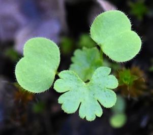 The Geraniums are conspicuous at the moment. Of the common ones, G. lucidum (this tweet) has shiny leaves that are round in outline.