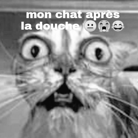 Chatdrole Chatdrole