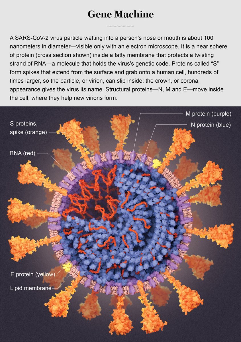 So, if the PCR tests are so great, why are companies developing and deploying these rapid antigen tests?What are rapid antigen tests?These target the protein parts of the virus, and not the RNA. See pic again:  https://www.scientificamerican.com/article/a-visual-guide-to-the-sars-cov-2-coronavirus/