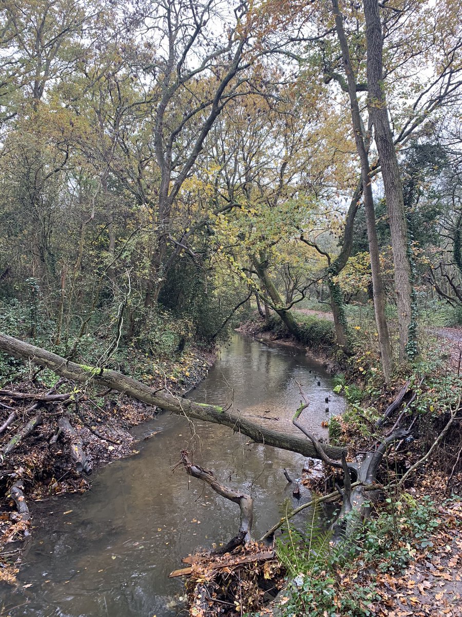 The  #BeverleyBrook as she flows along the edge of Wimbledon Common is much more scenic than she was when vanishing under the A3. (And I would like to thank  @Ben_Aaronovitch for definitely making us think of her as a sassy girl studying Environmental Science...)