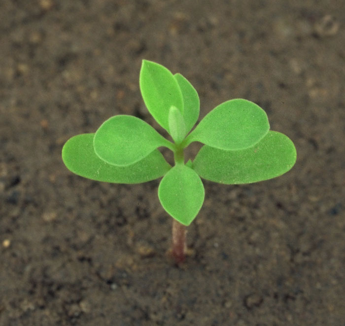 The Euphorbias will bleed white latex when you break their leaves.  The commonest seedling on the pavement at present is E. peplus (Petty Spurge).