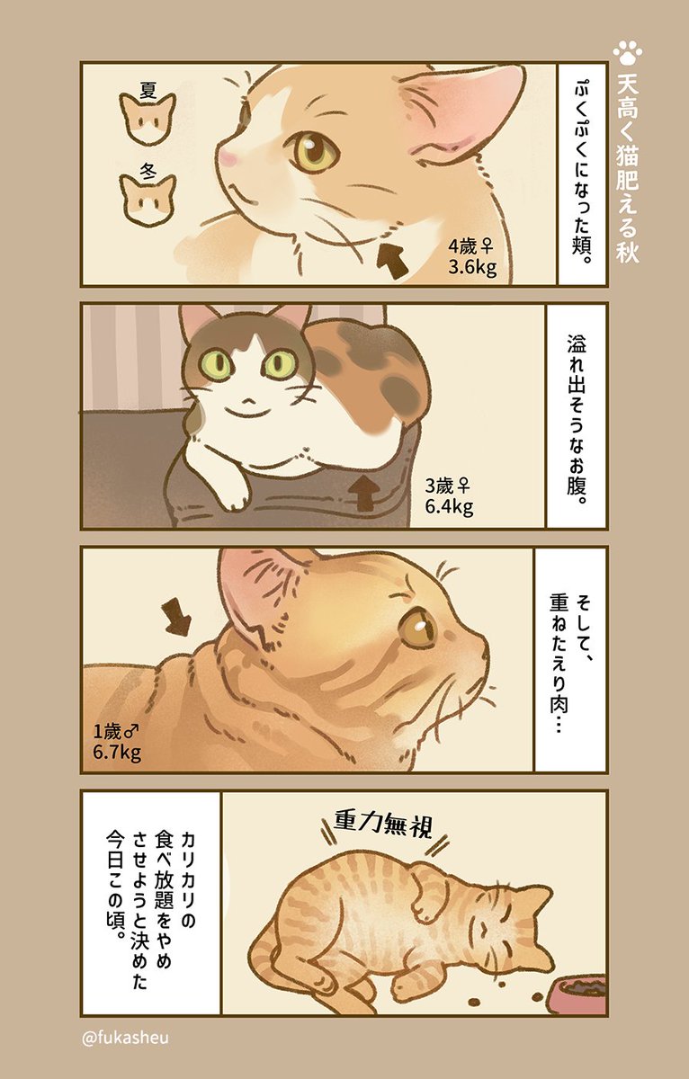 天高く猫肥ゆる秋
#猫漫画 #リミル猫日課 
