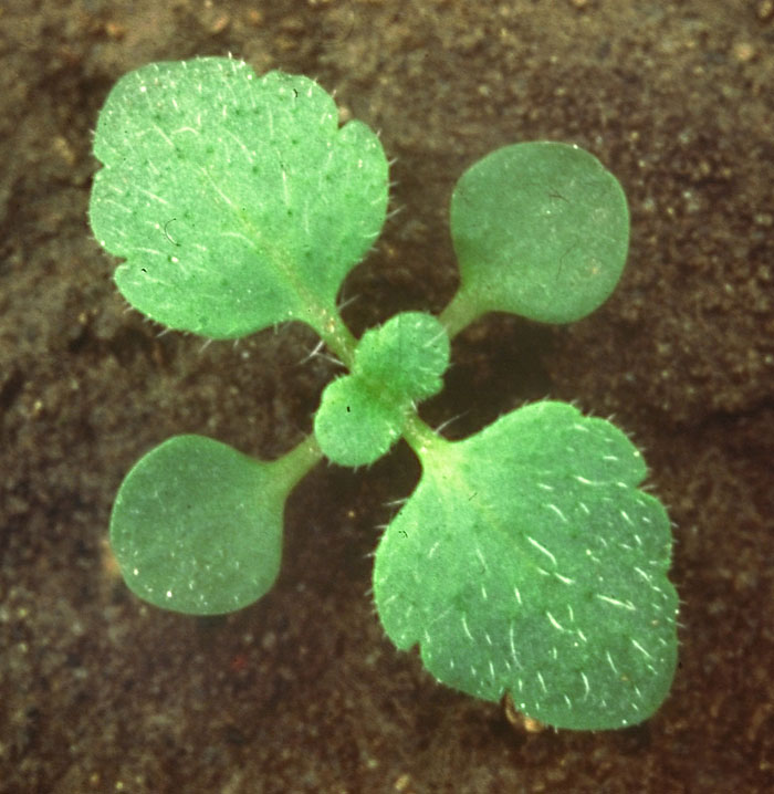 The Veronica seedling that you are most likely to see on brick or concrete is V. arvensis which has bigger, more obvious hairs on the leaf surface than the last one.