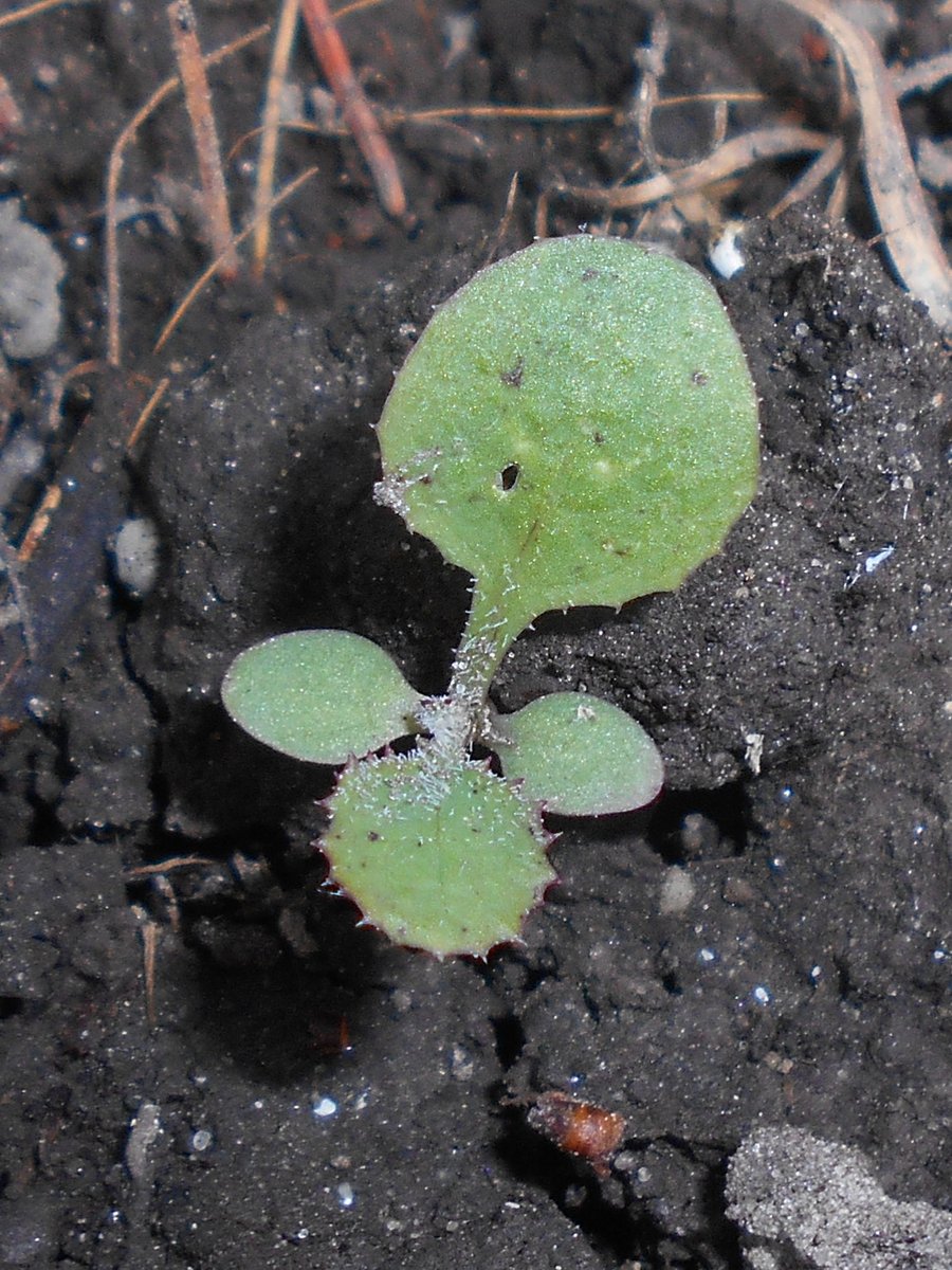 We'll finish with three of the most abundant pavement plants you'll find throughout the winter.  First, a latex-exuding Asteraceae: Sonchus oleraceus (Smooth Sowthistle).