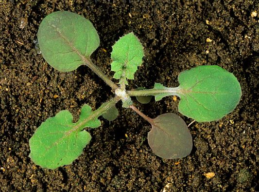We'll finish with three of the most abundant pavement plants you'll find throughout the winter.  First, a latex-exuding Asteraceae: Sonchus oleraceus (Smooth Sowthistle).