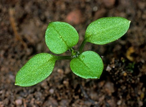 Next, the most lettuce-green of all the winter pavement weeds: Stellaria media (Caryophyllaceae) Chickweed. Notice the pronounced point at the tip of the leaf. This is known as a mucro, and the leaf is said to be mucronate.