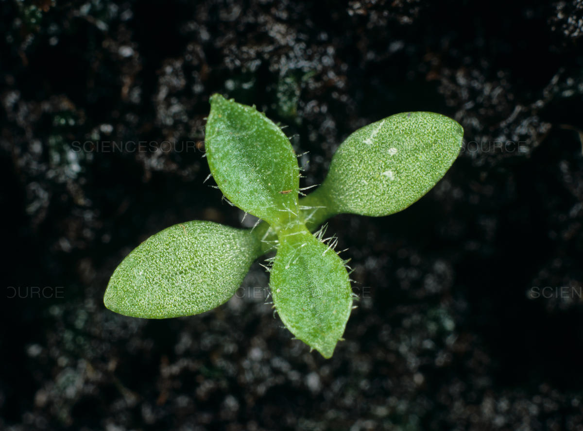 Finally, the hairiest of all the hairy winter seedlings.  This is Cerastium glomeratum (Caryophyllaceae) and when you look at it with your x10 you will see that some of the abundant hairs have glandular tips.  Hence the English name, Sticky Mouse-ear. Note the acute cotyledons.