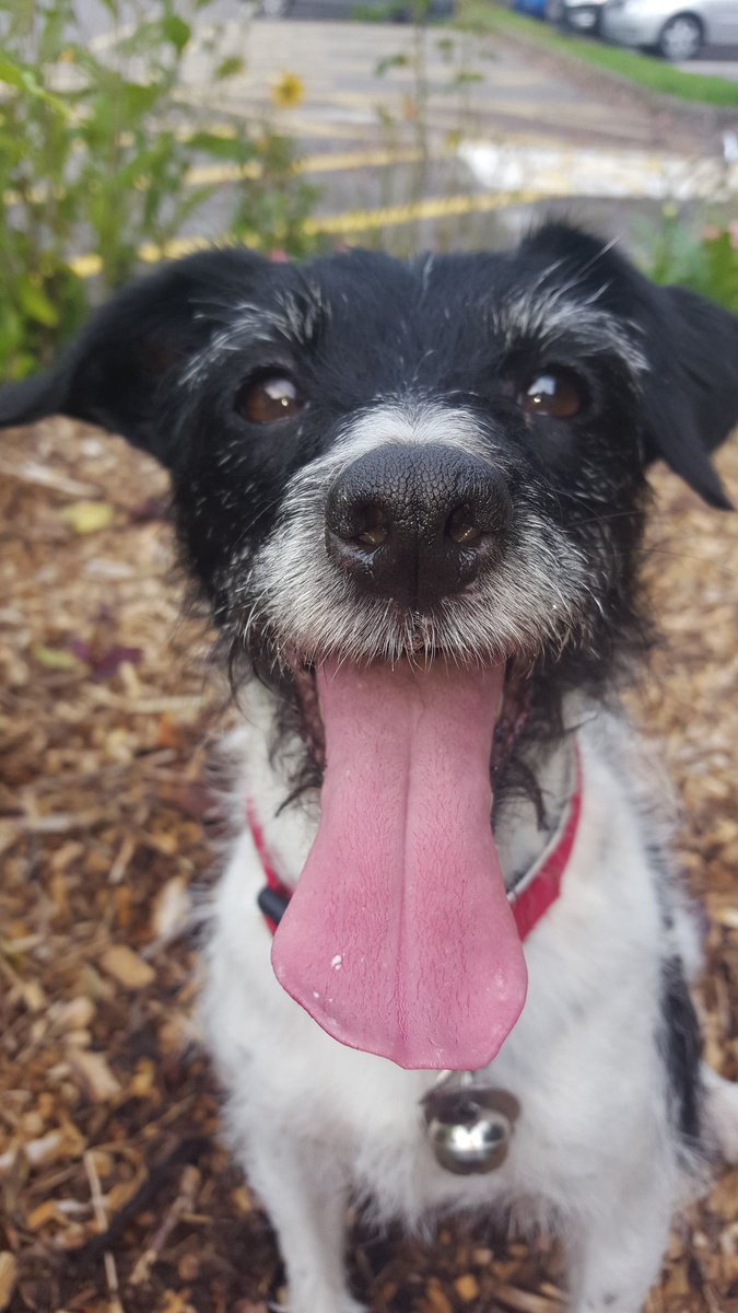 Rough Giraffe - Podcast tweet media