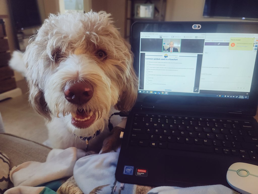 TechyBecky7's tweet image. Jeter is attending @JustinFellerCS Computer Science prep course with me today. Labradoodle&apos;s love learning too!  #CSintheSunshine #SPARK_IT