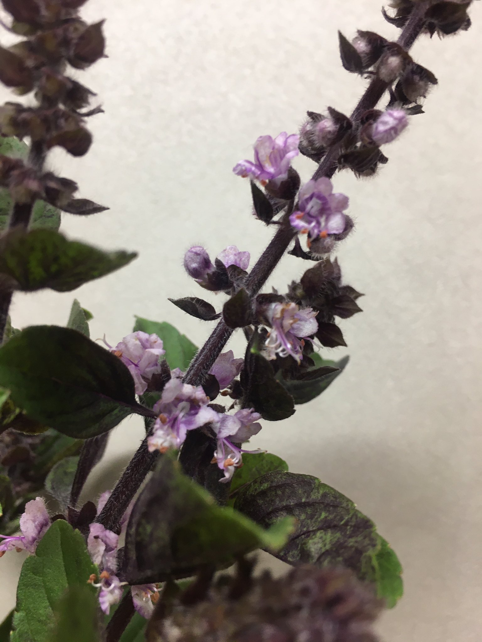 瑠璃 今日のイイハナ アフリカンブルー バジル 花言葉 バジル 神聖 高貴 好意 良い望み 何という幸運 さすがシソ科穂紫蘇に似てる 私の 世界に一つだけの花 Smap ハナノヒ T Co Q7ppd0tuqy Twitter