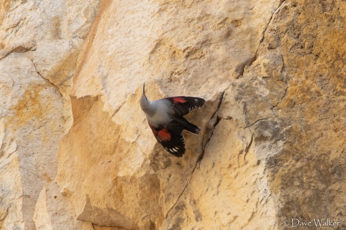 CyprusBirdsandNature tweet media