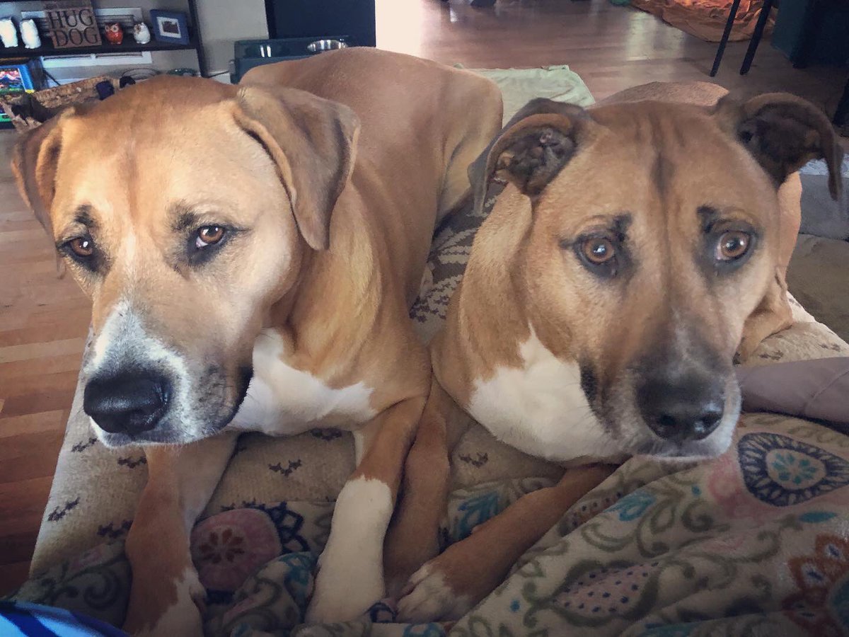 22prob's tweet photo. @17Wolfie @ellerbee3 right now they're begging for pancakes, so... https://t.co/COobJSVNiE