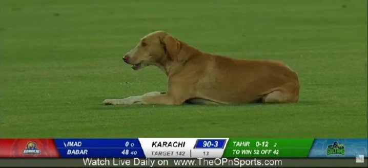 I know thatCricket is a game irrespective of color, country,age But today know that it is also irrespective of species 🤣🤣🤣 Here a proof 👇👇👇👇 #MsVskk #Multansultans #PSL5 #Memes