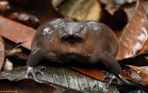 Weird Animals tweet media