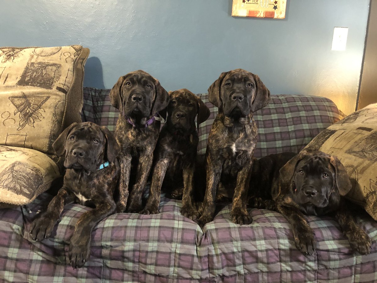 benwhiteifbbpro's tweet image. 5 Puppies left... Ready This Sunday 2 males 3 Females 11 wk old ?? lbs “M”astiffs Puppies ❤️ Our Mastiffs Feeding “Raw” is the only way to have healthy Dogs no if ands or butts about it. THE BIGGEST IN THE UPSTATE AREA. No commercial food. You get what you pay 💰 for.