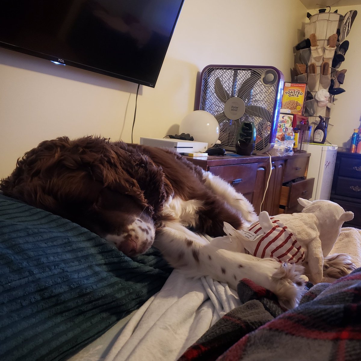 TweetsStephi's tweet image. Hunter tucked himself in with his stuffy and started snoring immediately.  He is definitely momma's  baby. #furbaby #dogmom #catsvsdogs