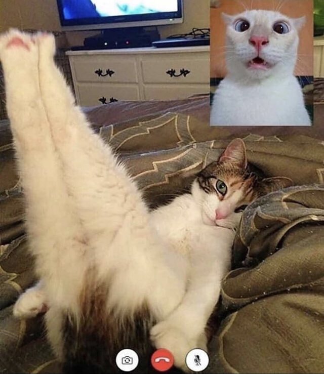 🔵[Insolite]
Les chats confinés utilisent  l'application Chatsapp.