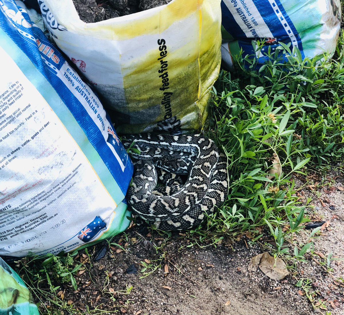 Vivystravels's tweet image. I woke up to find this visitor of the snake 🐍 kind. It had no interest in me and was quite happy to stay curled up after a warm day #snake #cute #babypython #elimbah #qld