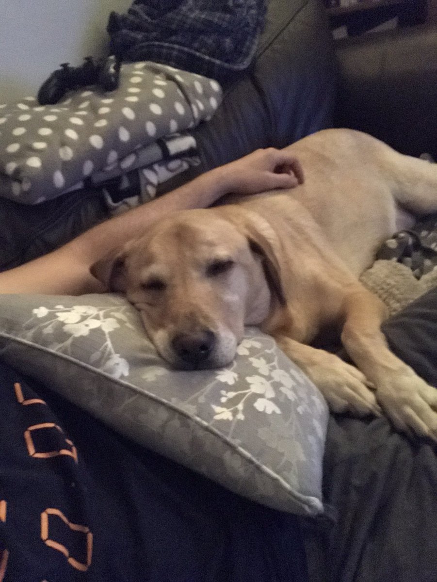 A mans best friend