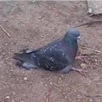 now it’s just lwj and wwx and the steadily-dampening seats of their pants, sitting around in the snow in their uniqlo puffers